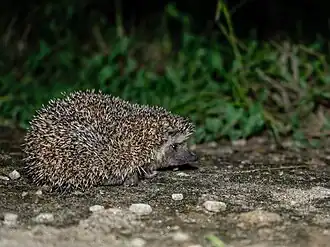 Description de l'image The bare-bellied hedgehog (Paraechinus nudiventris).jpg.