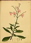 Planche botanique de 1797