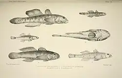 planche zoologique montrant 5 espèces de petits poissons de forme allongée