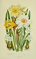 Planche de The Flowering Plants, Grasses, Sedges, and Ferns of Great Britain and Their Allies the Club Mosses, Pepperworts, and Horsetails, Frederick Warne and Co., Anne Pratt, 1855–1873.