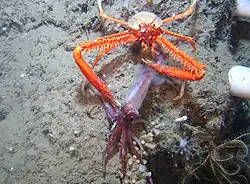 Eumunida picta, un Eumunididae.