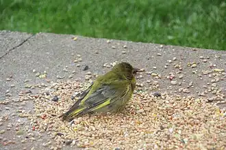 Description de l'image The last of the Greenfinches Yarburgh 2010.jpg.
