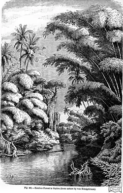 Bamboo Forest in Ceylon,fig. 481