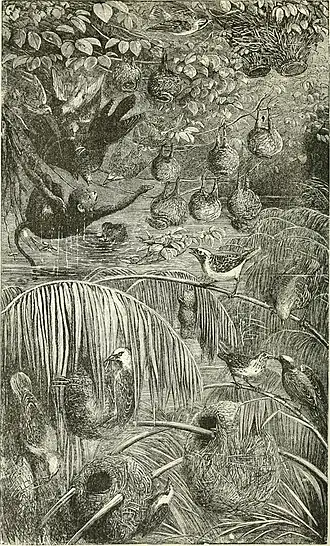 Description de l'image The polar and tropical worlds - a description of man and nature in the polar and equatorial regions of the globe (1874) (14591366710).jpg.
