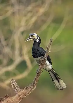 Calao de Palawan (Anthracoceros marchei)