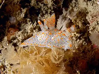 Thecacera pennigera