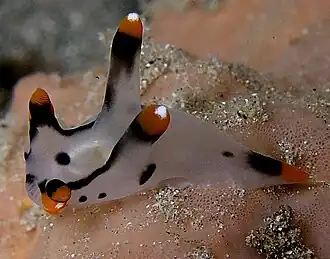 Thecacera picta