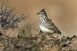Cochevis de Thékla