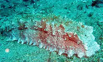 Thelenota anax.