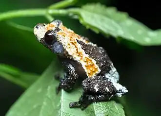 Description de l'image Theloderma albopunctatum (cropped).jpg.