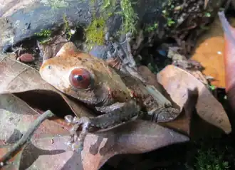 Description de l'image Theloderma asperum face.png.