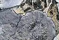 Thelomma mammosum