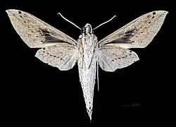 ♂  revers (coll.MHNT)