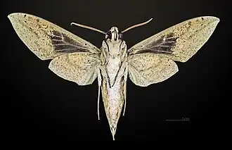 ♀ revers MHNT