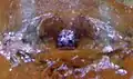 Theridula emertoni (en)