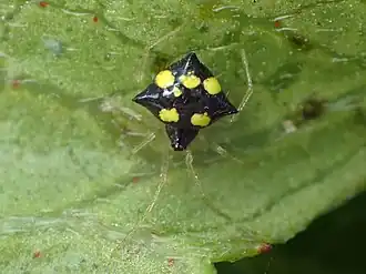 Description de l'image Theridula gonygaster Jamaica.jpg.