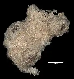 Lytreia plana