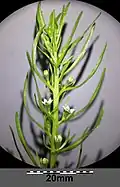 Inflorescence en grappe