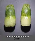 Fruit