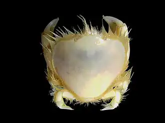 Thia scutellata, un Thiidae