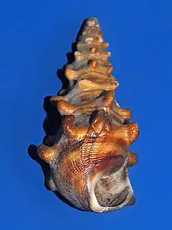 Pachymelania aurita