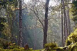 Forêt des Ghats occidentaux