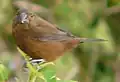 ♀