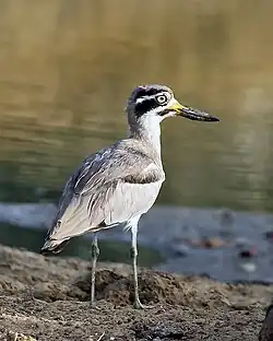  An large black and white white bird in a grassy field