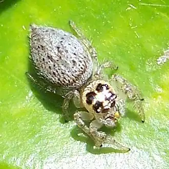 Description de l'image Thiodina hespera-Female-1.jpg.