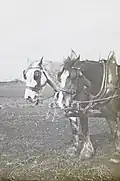 Photographie montrant les têtes de deux chevaux au labour.