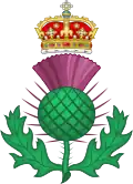 Chardon d'Écosse.