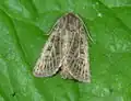 Tholera decimalis (Noctuidae)
