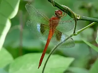 Tholymis tillarga mâle