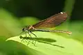 Calopteryx vierge.