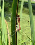 Accouplement de S. sanguineum