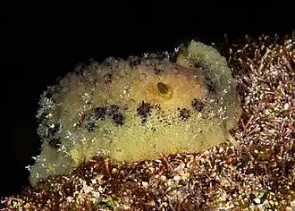Thordisa sp.