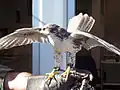Echo, un des faucons ayant été mascotte de l'Air Force.