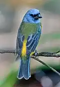 Thraupis bonariensis darwinii (dos est vert)