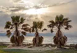 Trois arbres en bord de mer font de leurs branches des éventails devant un soleil nuageux.