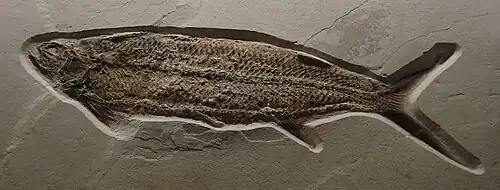 Thrissops formosus