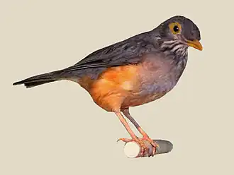 Description de l'image Thrush, African Bare-eyed.jpg.