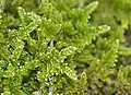 Thuidium.