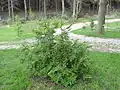 Jeune plant