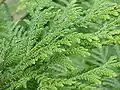 Thujopsis dolabrata feuillage
