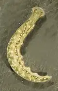 Thuridilla carlsoni