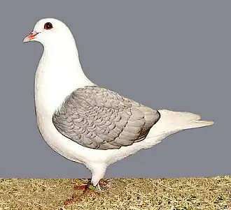 Bouclier de Thuringe de variété opale.