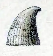 Thyca astericola