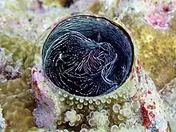 Thylacodes grandis