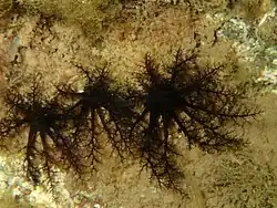 Thyone nigra