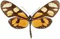 T. p. aedesia de Colombie